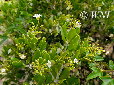 Joewood (Jacquinia keyensis)